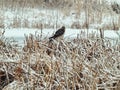 Bird Perched in the Snow: A Norther Harrier bird of prey perched on stems of cattails on a pond in the midst of a snow-covered