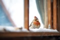 bird perched on a snowy barn window sill Royalty Free Stock Photo