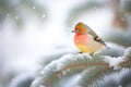 bird perched on a snowy pine bough, fluffed against cold Royalty Free Stock Photo
