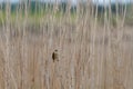 a bird perched on a thin bush next to some grass