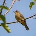A bird perched on a thin tree branch set against a clear blue sky Royalty Free Stock Photo