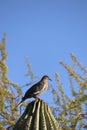 bird perched on top of cactus Royalty Free Stock Photo