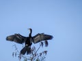 bird perched on the top of a tree Royalty Free Stock Photo