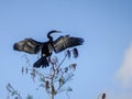 bird perched on the top of a tree Royalty Free Stock Photo