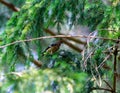 A bird perched on a tree branch