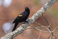 the bird is perched on a tree branch looking to the side