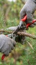 Bird perched on a tree branch near a caged parrot in nature Royalty Free Stock Photo