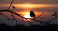 A bird is perched on a tree branch, silhouetted against a vivid sunset. The sun sets on Royalty Free Stock Photo