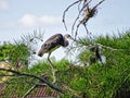 Great Blue Heron - Ardea herodias Royalty Free Stock Photo