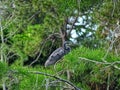 Great Blue Heron - Ardea herodias Royalty Free Stock Photo