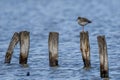 Bird perched on weathered wooden pole near log pile in the water Royalty Free Stock Photo