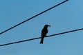 Bird Perched on a Wire Preening Royalty Free Stock Photo