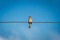 Bird perched on wire stands out against clear blue sky Royalty Free Stock Photo