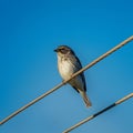 Bird perched on wire stands out against clear blue sky Royalty Free Stock Photo