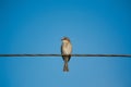 Bird perched on wire stands out against clear blue sky Royalty Free Stock Photo