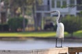 Bird perched on wooden railing gazes at the water