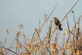 Bird in blue and gold