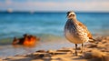 Youthful Energy: A Surprisingly Absurd Bird On A Sandy Beach