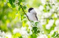 Bird perching on branch of blossom apple tree with white flowers. Black capped chickadee. Spring background Royalty Free Stock Photo