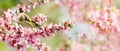 Bird perching on a branch with pink flowers of blossom almond tree. The European Goldfinch. Spring background