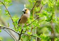 bird perching on branch of tree. Hawfinch Royalty Free Stock Photo