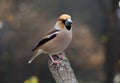 Bird perching on branch of tree. Hawfinch (Coccothraustes coccothraustes) Royalty Free Stock Photo