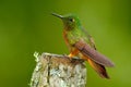 Bird from Peru. Orange and green bird in the forest. Hummingbird Chestnut-breasted Coronet, Boissonneaua matthewsii in the