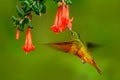 Bird from Peru. Orange and green bird in the forest with red flower. Hummingbird Chestnut-breasted Coronet in the forest. Royalty Free Stock Photo