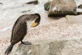 Bird Phalacrocorax. Cormorant with yellow five on beak stands on rock and cleaning feathers