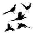 Bird pheasant vector silhouettes Royalty Free Stock Photo