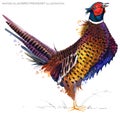 Bird pheasant watercolor illustration. Royalty Free Stock Photo