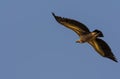 Bird Photography - Himalayan Vulture in flight