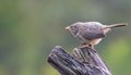 Bird Photography - Jungle Babbler