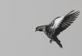 Bird Photography - Pigeon in flight mode