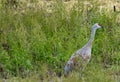 Bird Photography, Sandhill Cranes, Canadian Geese, Wildlife Portraits, Outdoor Wetlands, Nature Refuge