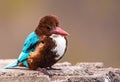 Bird Photography - White Throated Kingfisher