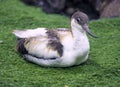 Bird pied Avocet