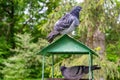 Bird pigeon feeder