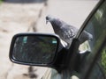 Bird pigeon on the hood of the car near the mirror.