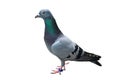 bird pigeon isolated on white background wild feral green blue Royalty Free Stock Photo