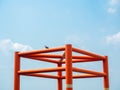 Bird, pigeon perched on the orange structure