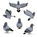 Bird Pigeon Poses Cartoon Vector Illustration Royalty Free Stock Photo