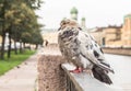 Bird pigeons closeup on the background of the river and trees Royalty Free Stock Photo