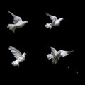 A beautiful white dove isolated. Royalty Free Stock Photo