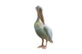 Bird pink backed pelican on a white background Royalty Free Stock Photo