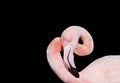 Bird pink flamingos gracefully curved head and neck on a black i