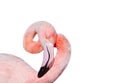 Bird pink flamingos gracefully curved head and neck on a white i