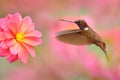 Bird with pink flower. Hummingbird Brown Inca, Coeligena wilsoni, flying next to beautiful pink bloom, Colombia. Bird in the