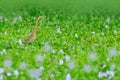 Bird in pink hyacinth flower. Heron in green vegetation, Bundala National Park, Sri Lanka, Asia. Beautiful wildlife scene from Asi