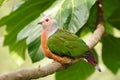 Bird --- Pinon Imperial Pigeon